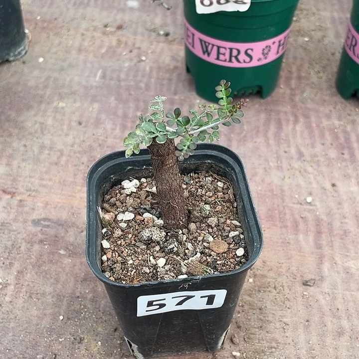 571列加漆树块根，