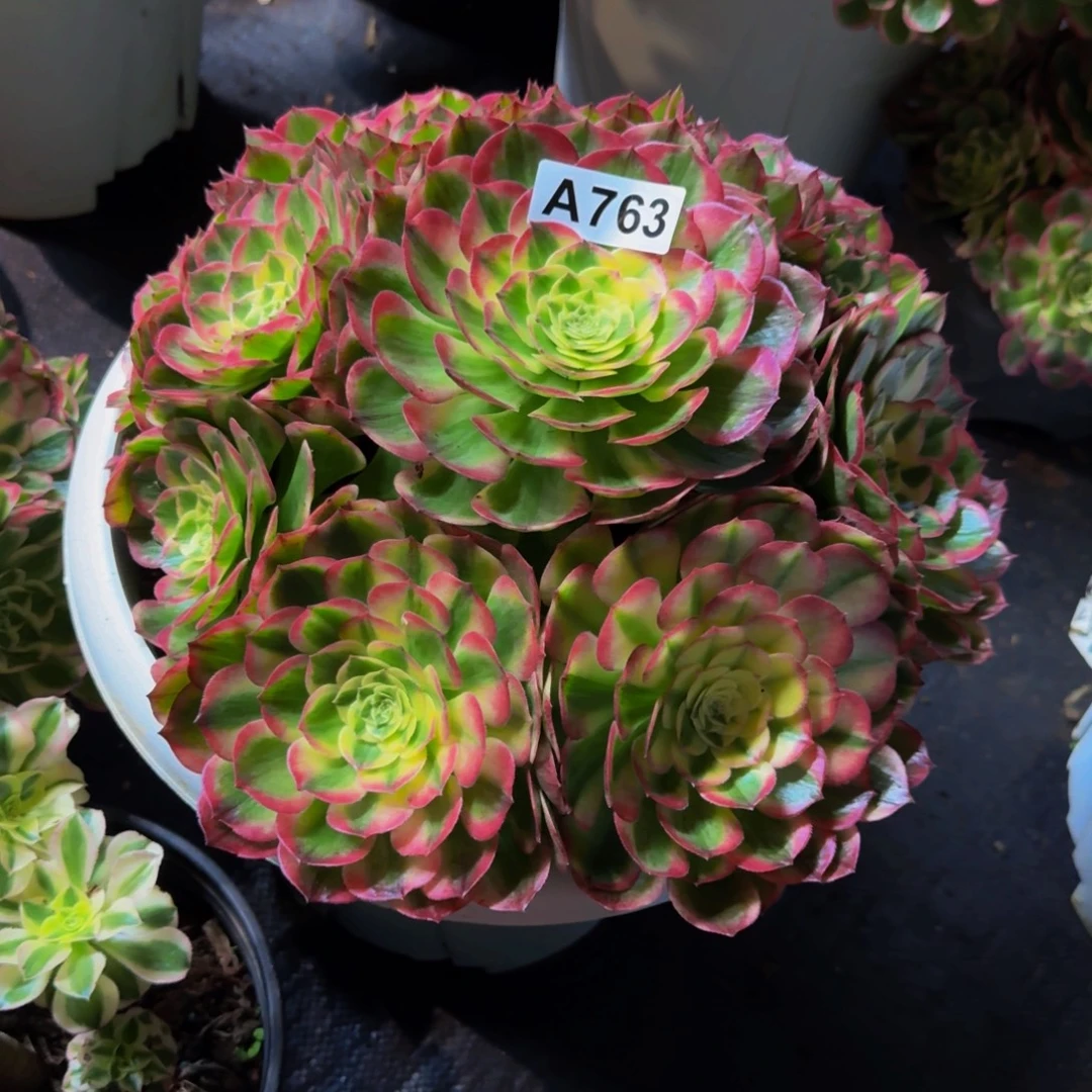 杨***青763多肉植物法师号