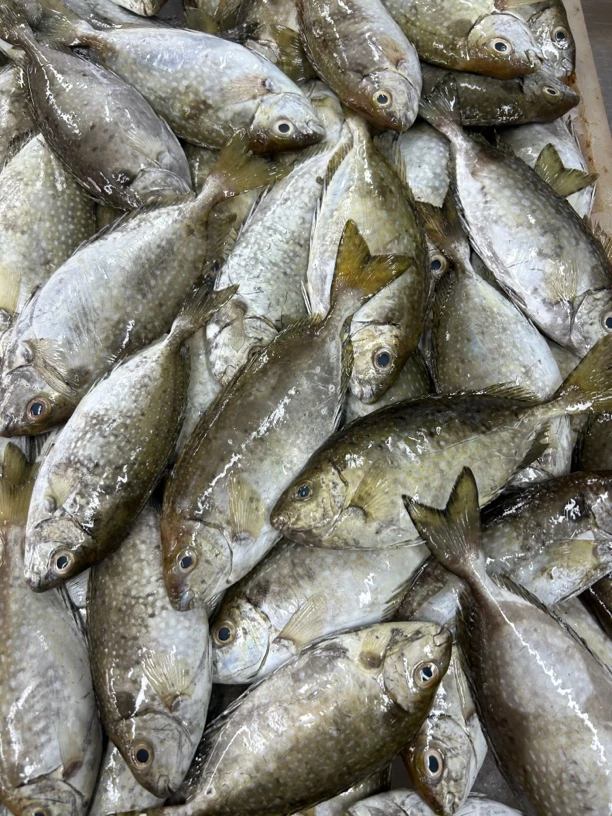 湛江本港新鲜灯光泥猛鱼 帮杀损耗百分15到20左右