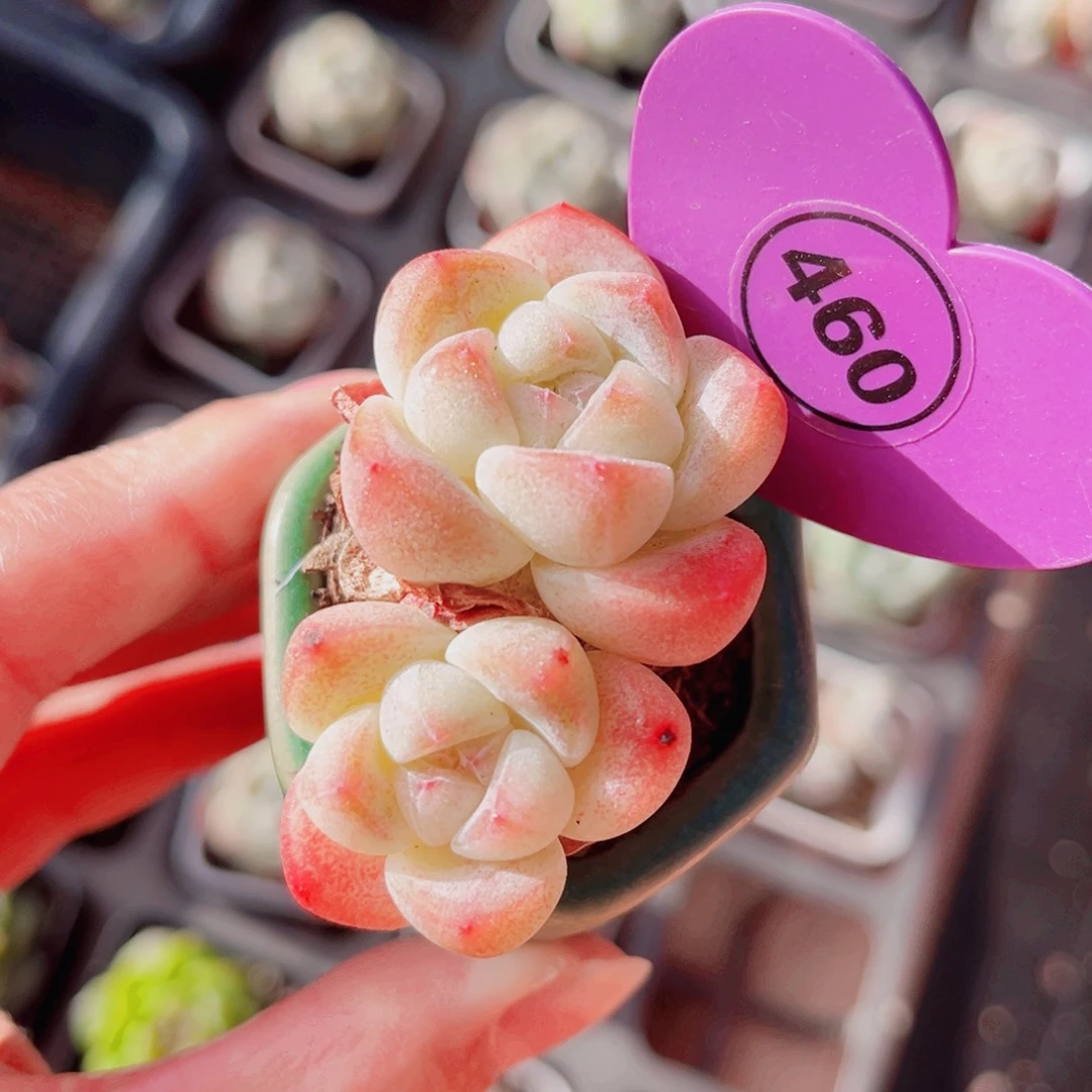 460号小老桩冰玉双头