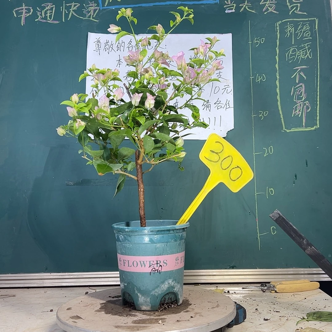 当前无花栽培后可以开花丽娜 300