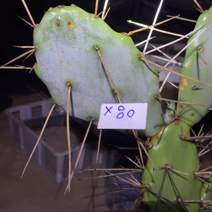 今***悔X80长刺团扇叶片一个25////