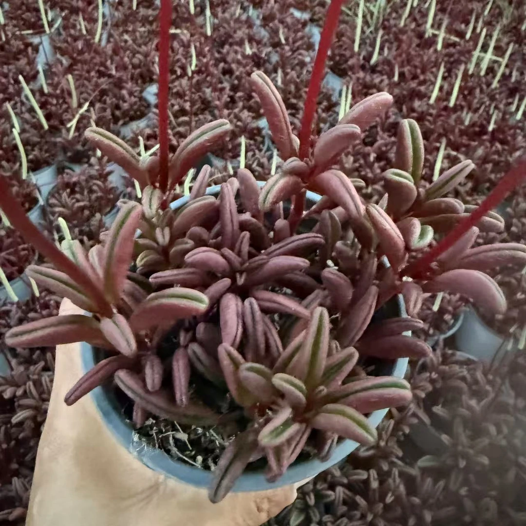 云漫多肉  红背椒草 12cm盆  多肉植物
