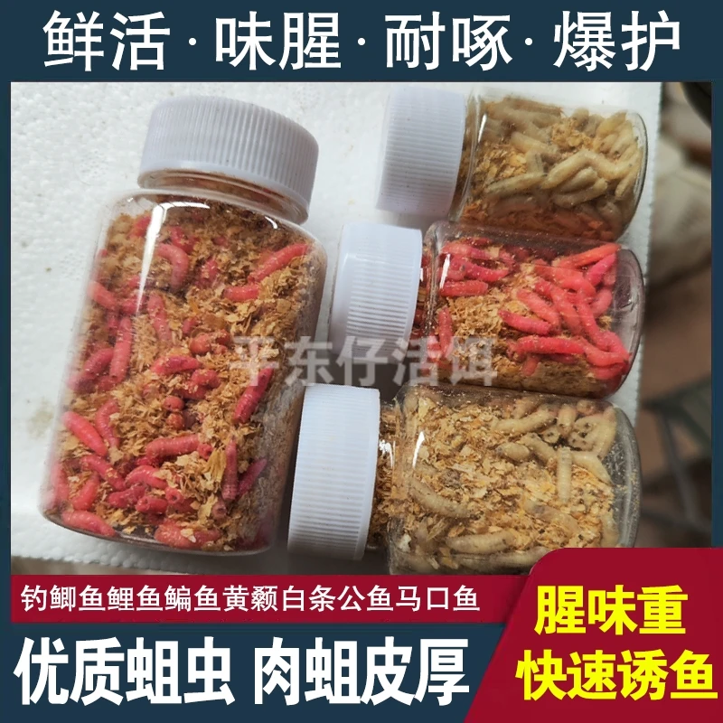 【夏季款大蛆虫】活蛆鲜活蛆虫白蛆红蛆野钓白条公鱼鲫鱼鲤鱼昆虫饵