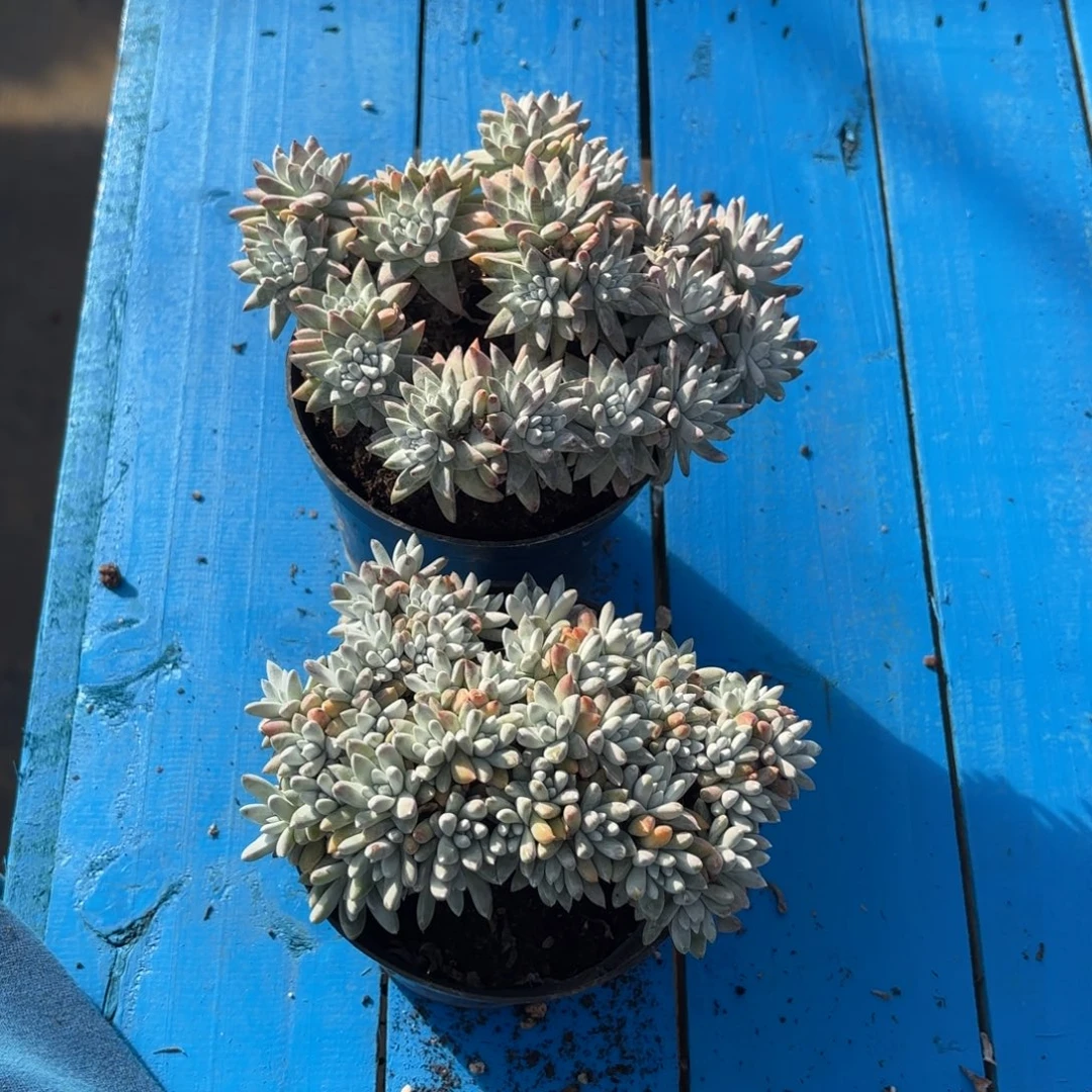 方***方两颗白菊，仙女杯多肉