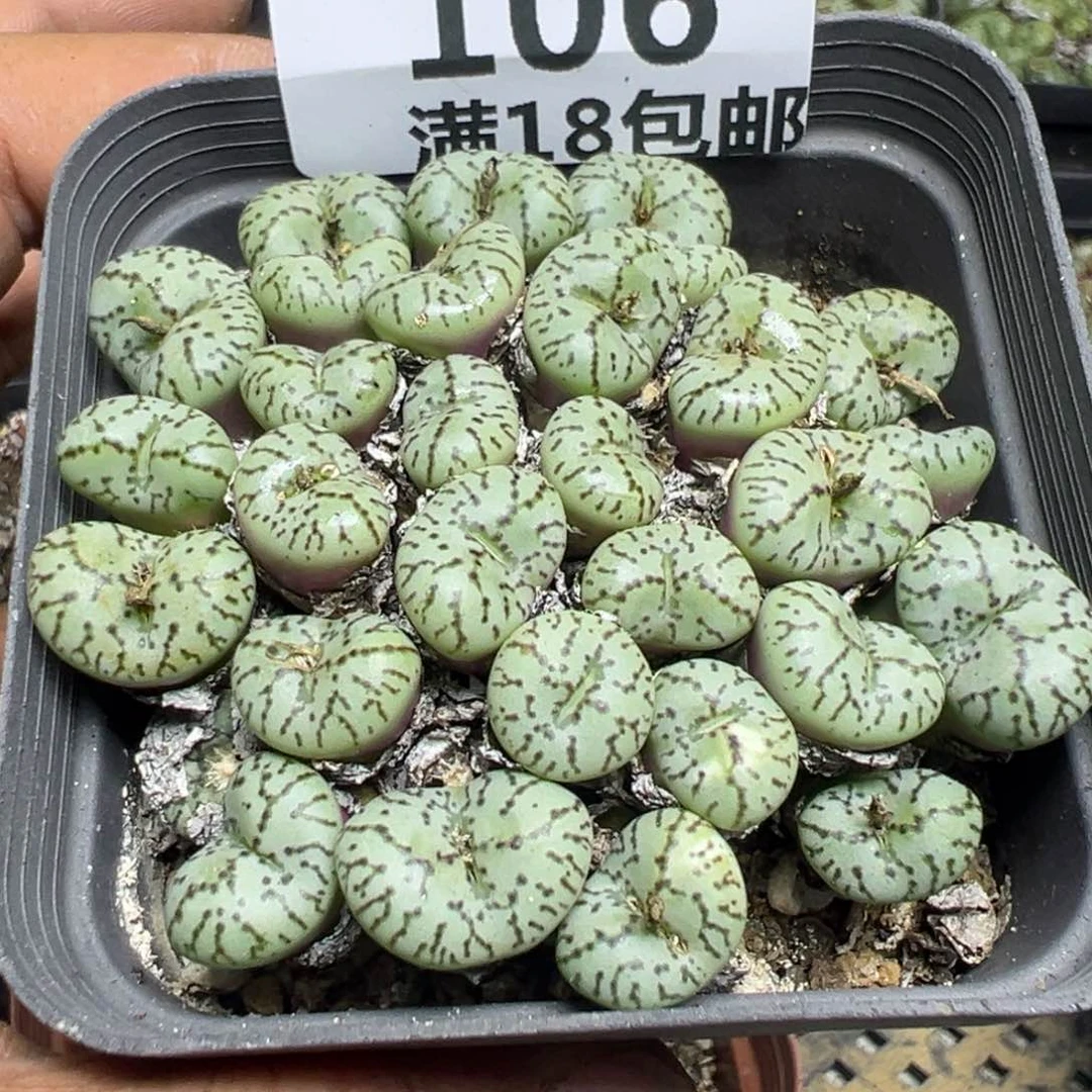 【闪购商品】 106。