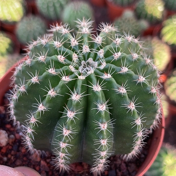 91号实生彩草带盆