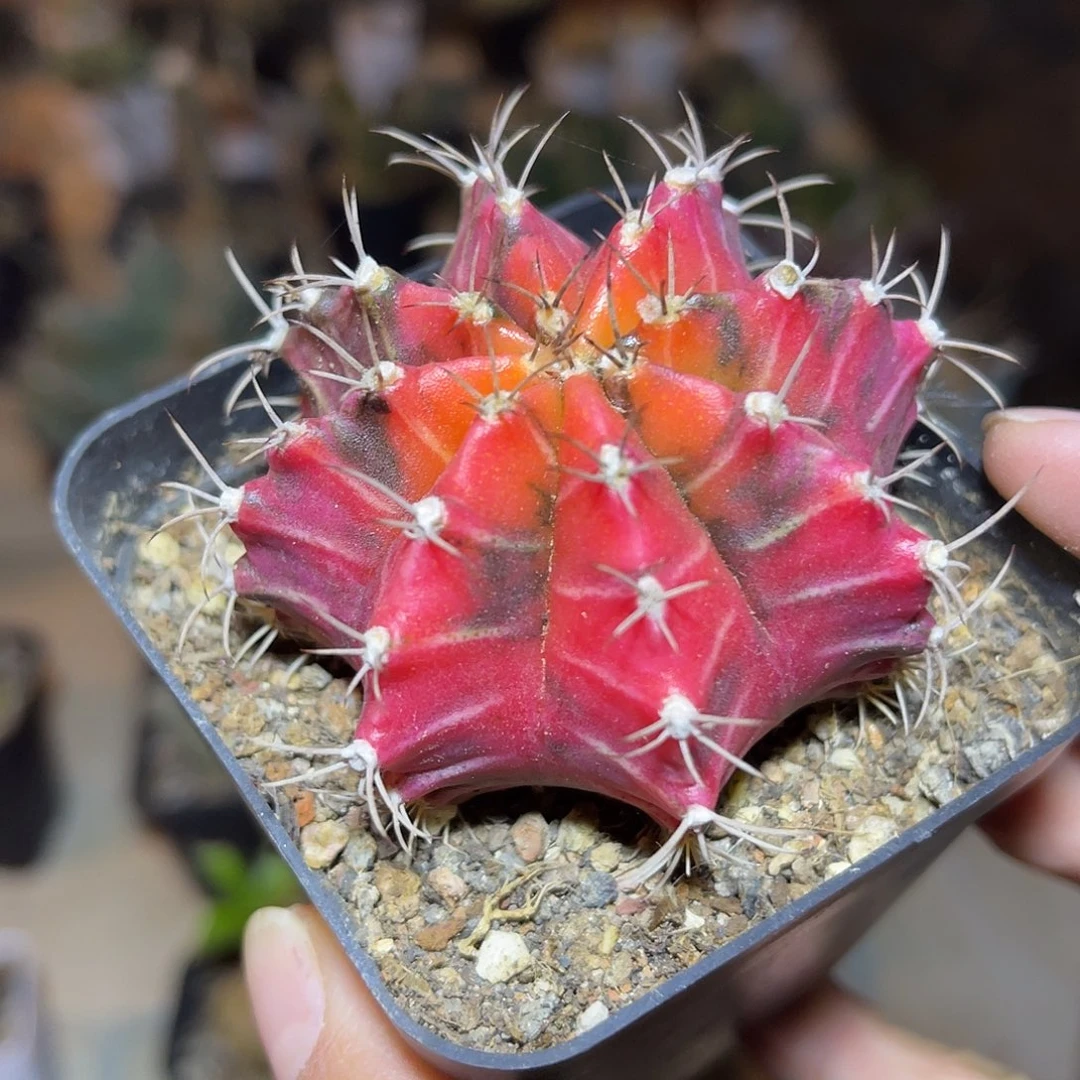 米哈牡丹锦一物一拍