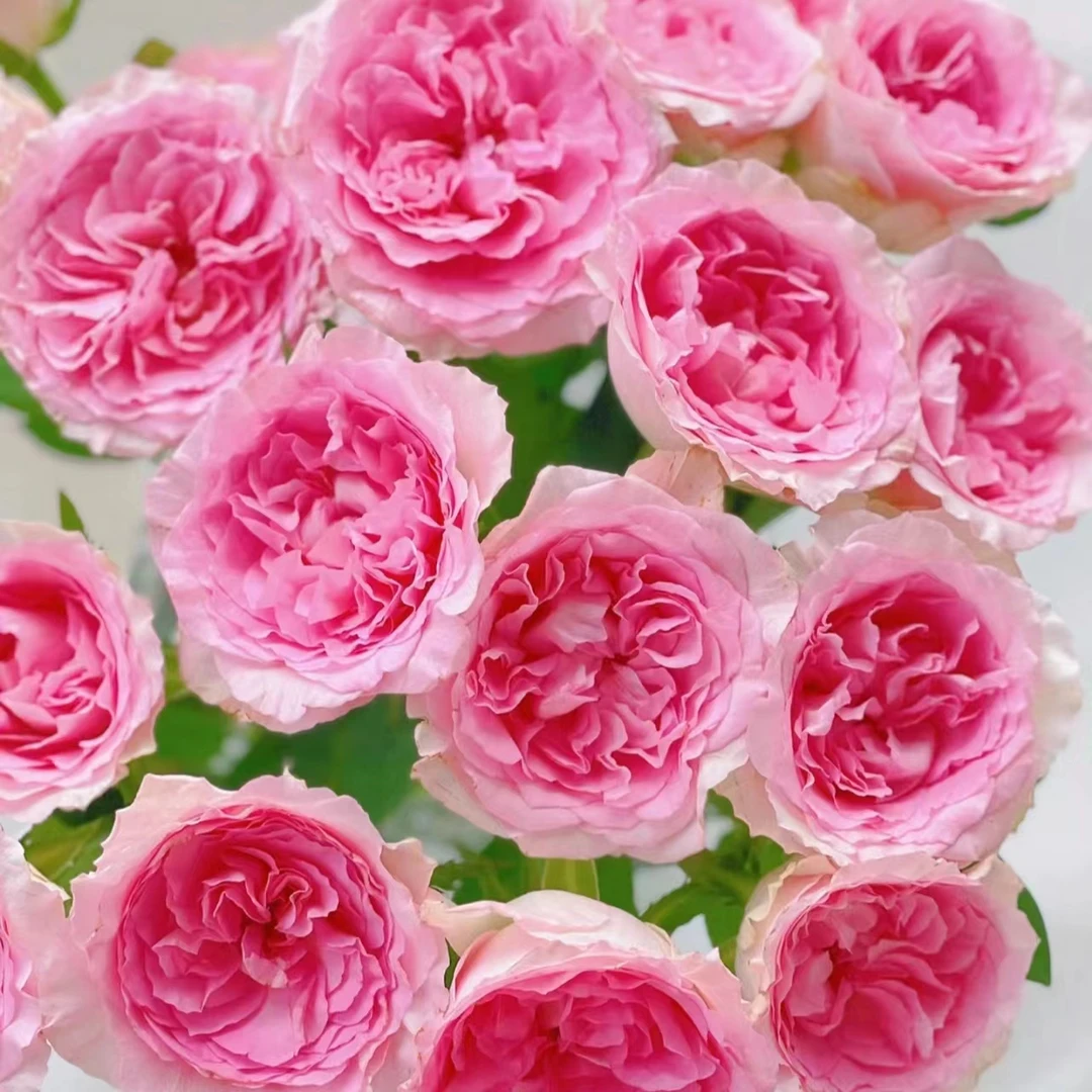 A4【洛神+戴安娜+碎冰蓝+香水百合+洋桔梗+单头康乃馨+黄莺】