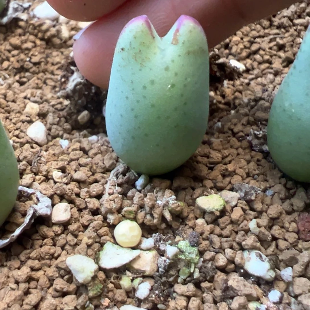 糖****豆豆豆专拍 肉锥植物