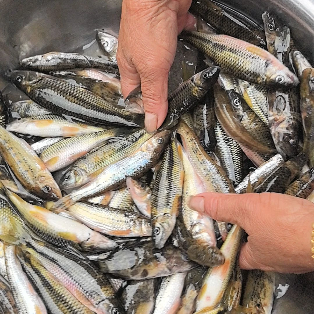 石台小李代购杂鱼