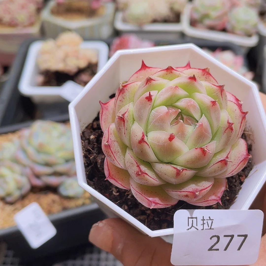 277 精品多肉一物一拍