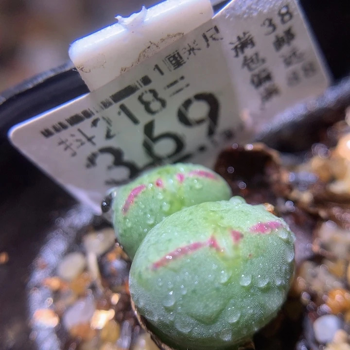 精品生石花218.369