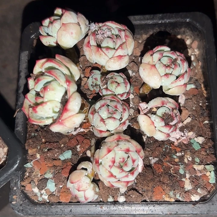 无花朵精品香草。