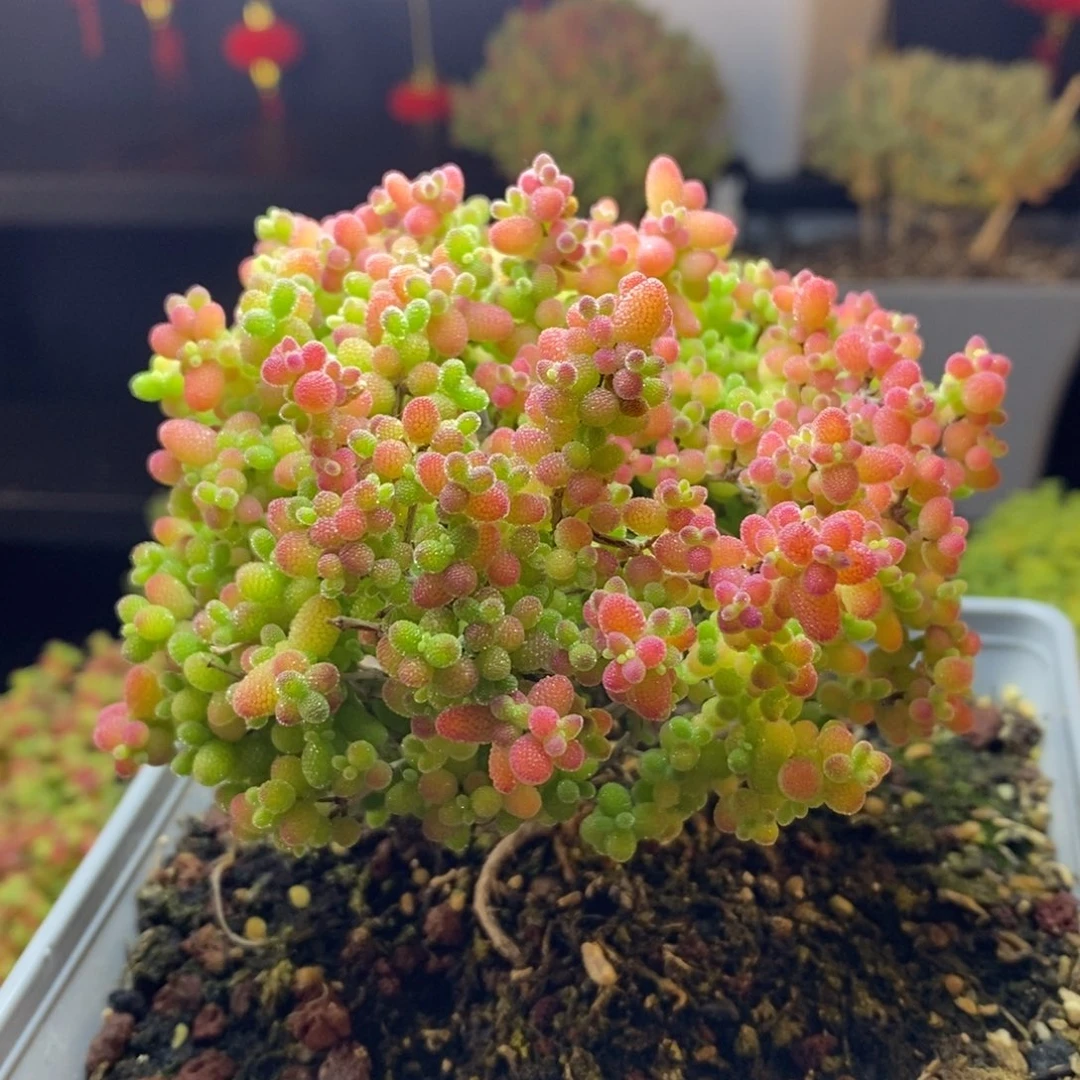 248号蜜橘糖球枝干多肉