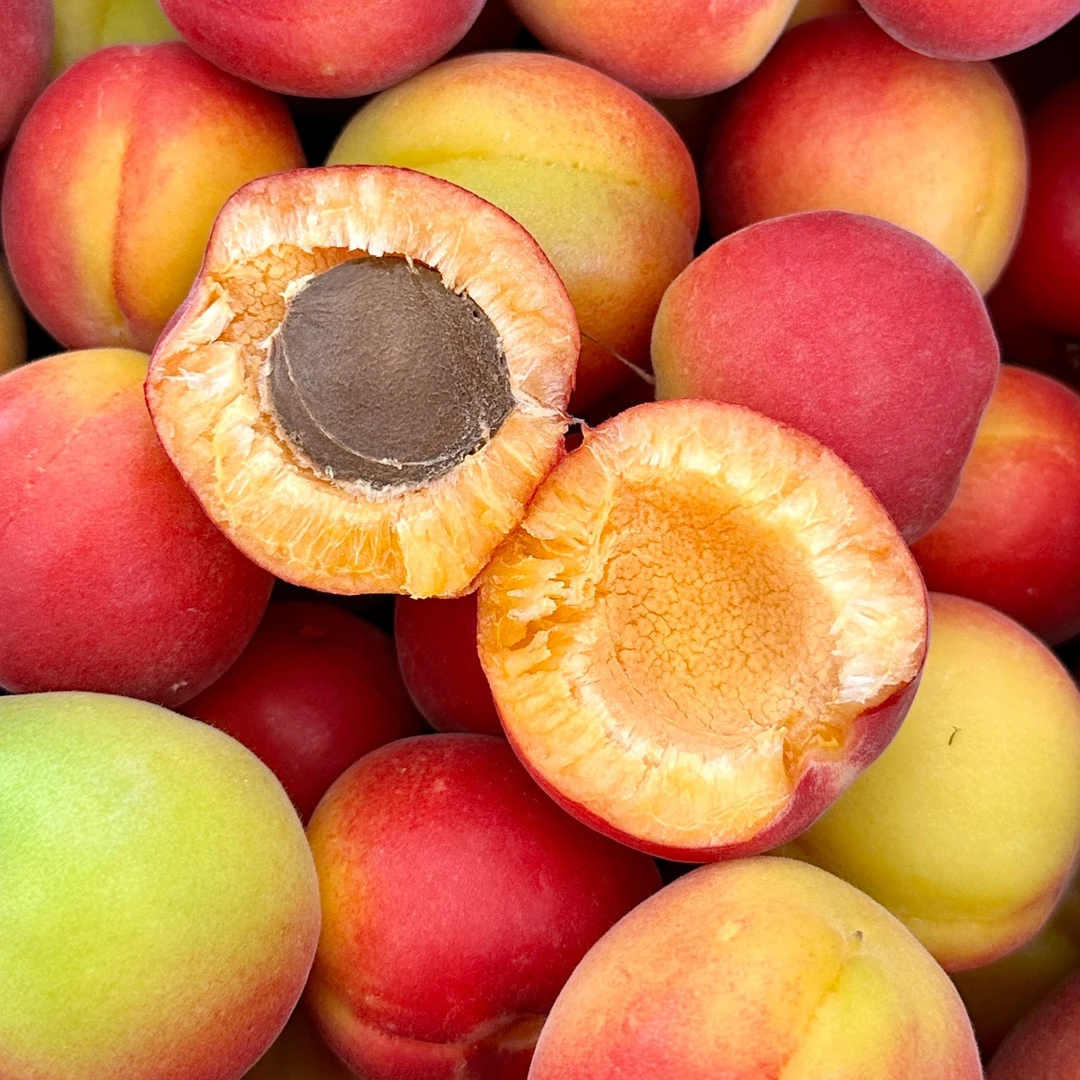 甘肃景泰正宗山地红梅杏应季新鲜水果酸甜可口现摘现发