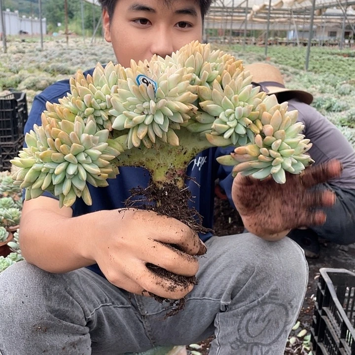 945 一物一拍淡雪缀