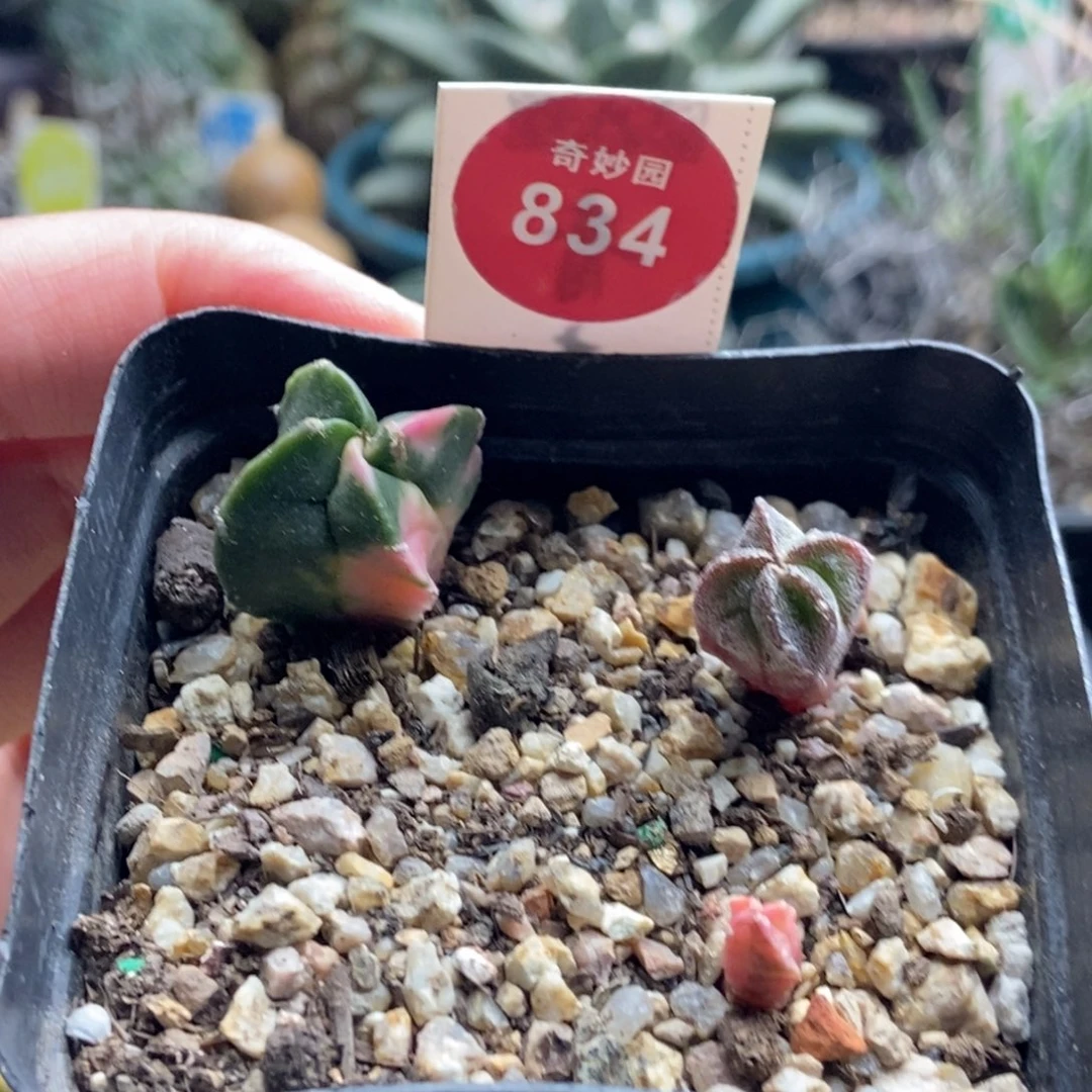 鸾凤玉锦一盒打包