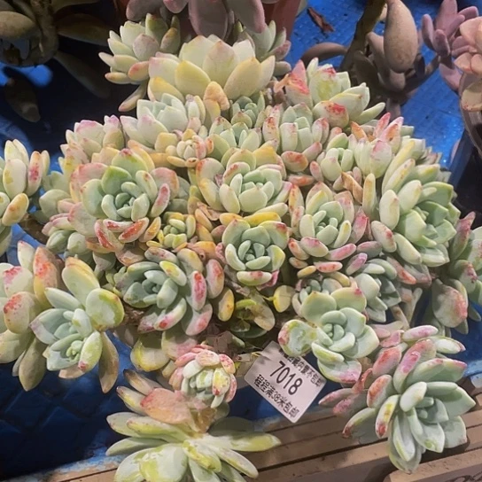 乐*源冷香7018多肉