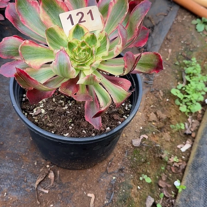 珍***重精品多肉植物0121