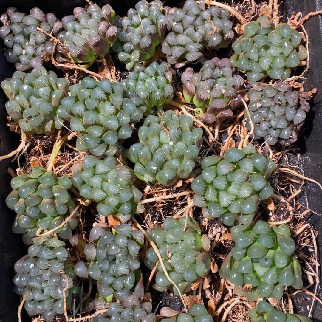 22122 一颗优选实生超大冰灯玉露 整点福利