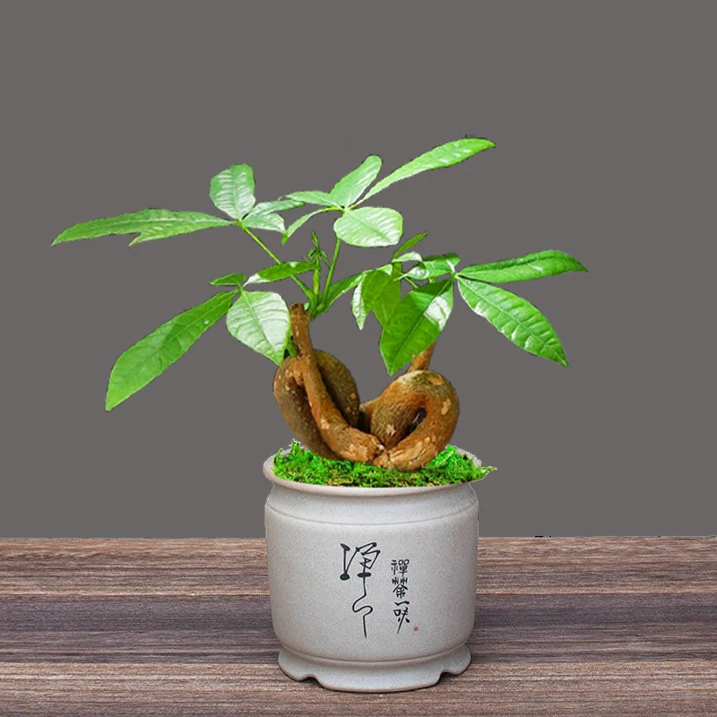 双Q发财树四季常青办公室客厅桌面茶桌盆栽耐旱室内懒人植物好养