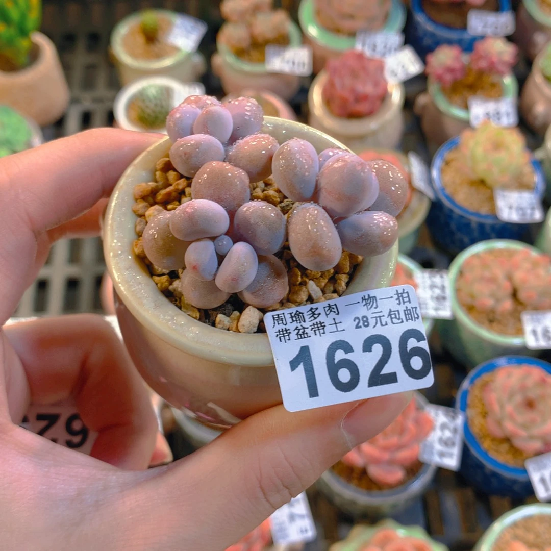 ****沁5厘米盆精控多肉1626