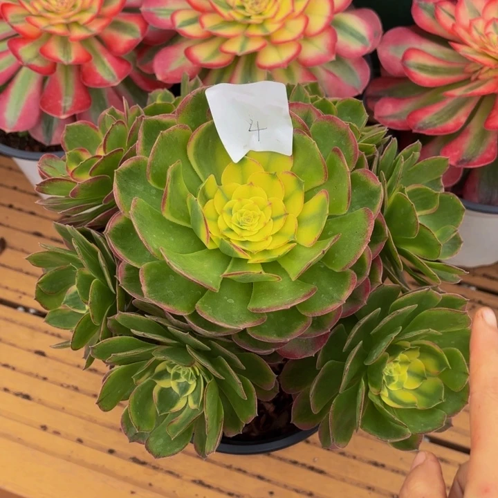 云南海鲜好看4号000