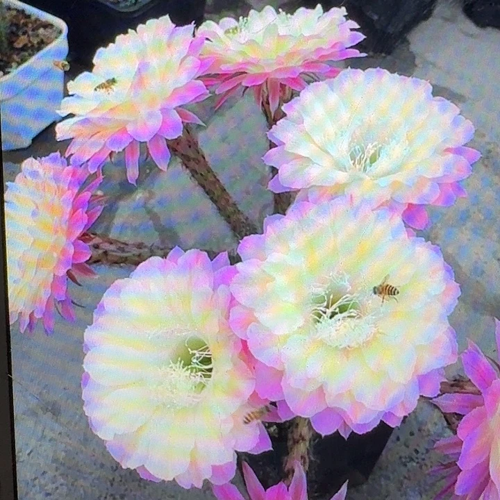 马丙侧芽4公分彩草