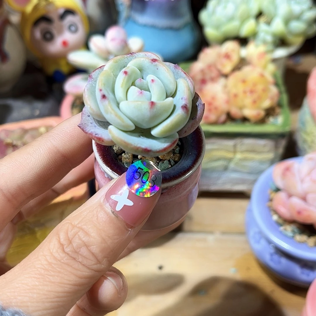 o*i508 多肉含盆土30元包邮除偏远