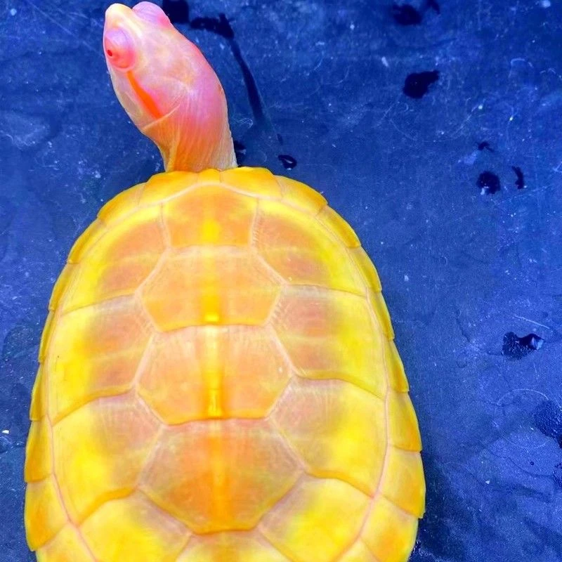 新疆西藏包邮招财黄金龟金钱龟果冻龟金黄变异白巴龟巴西观赏好养