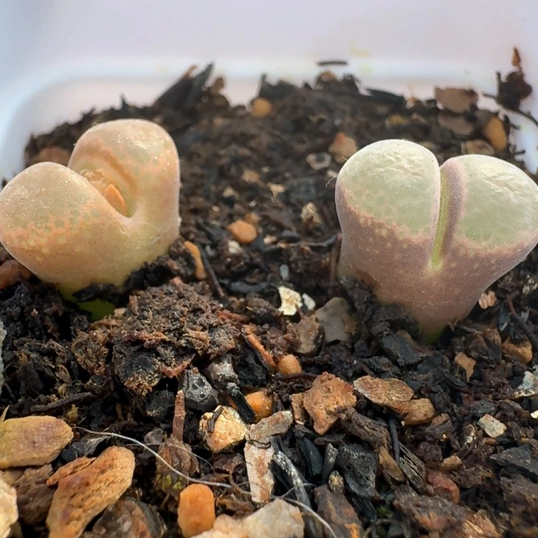 74两颗0000000000000