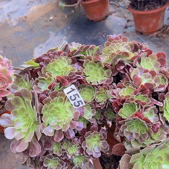 芳***-多肉植物一个欧子