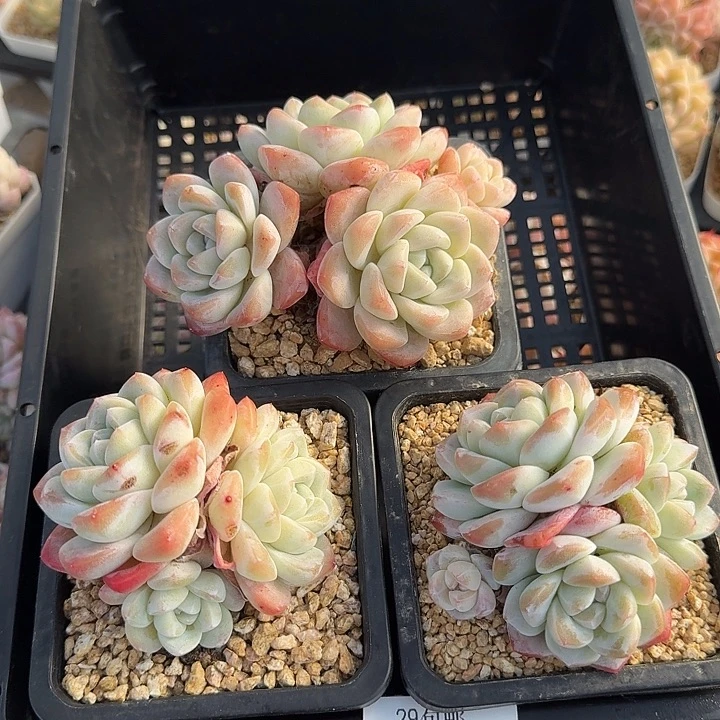 精控冰玉三颗 不包整 0117-07