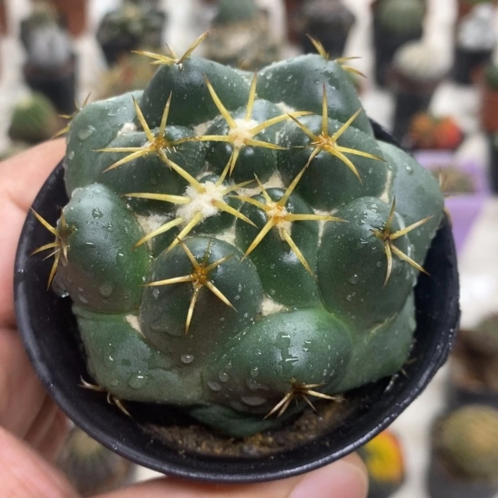 实生安宅象牙特价