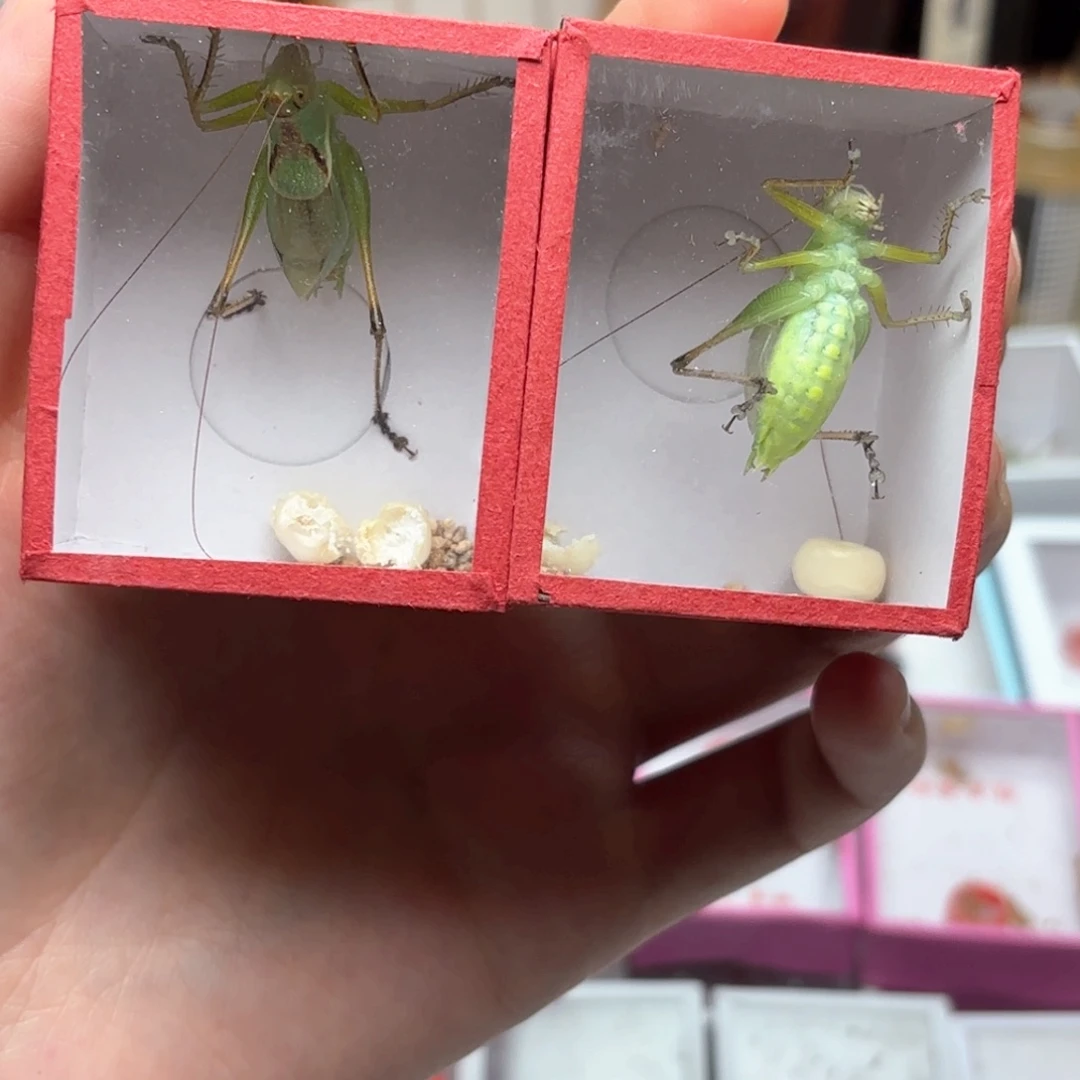 精品大扎嘴55俩条