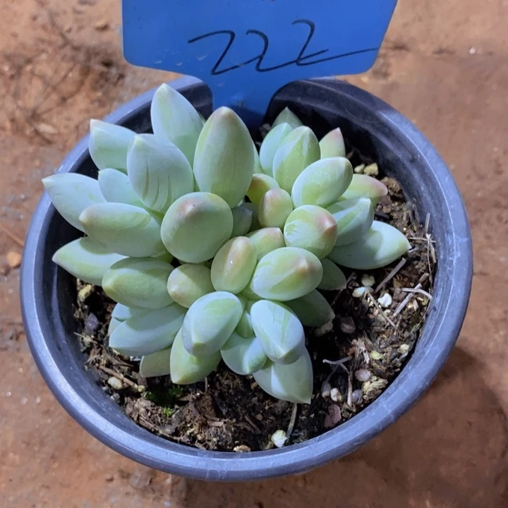 你是怎么对的呀怎么