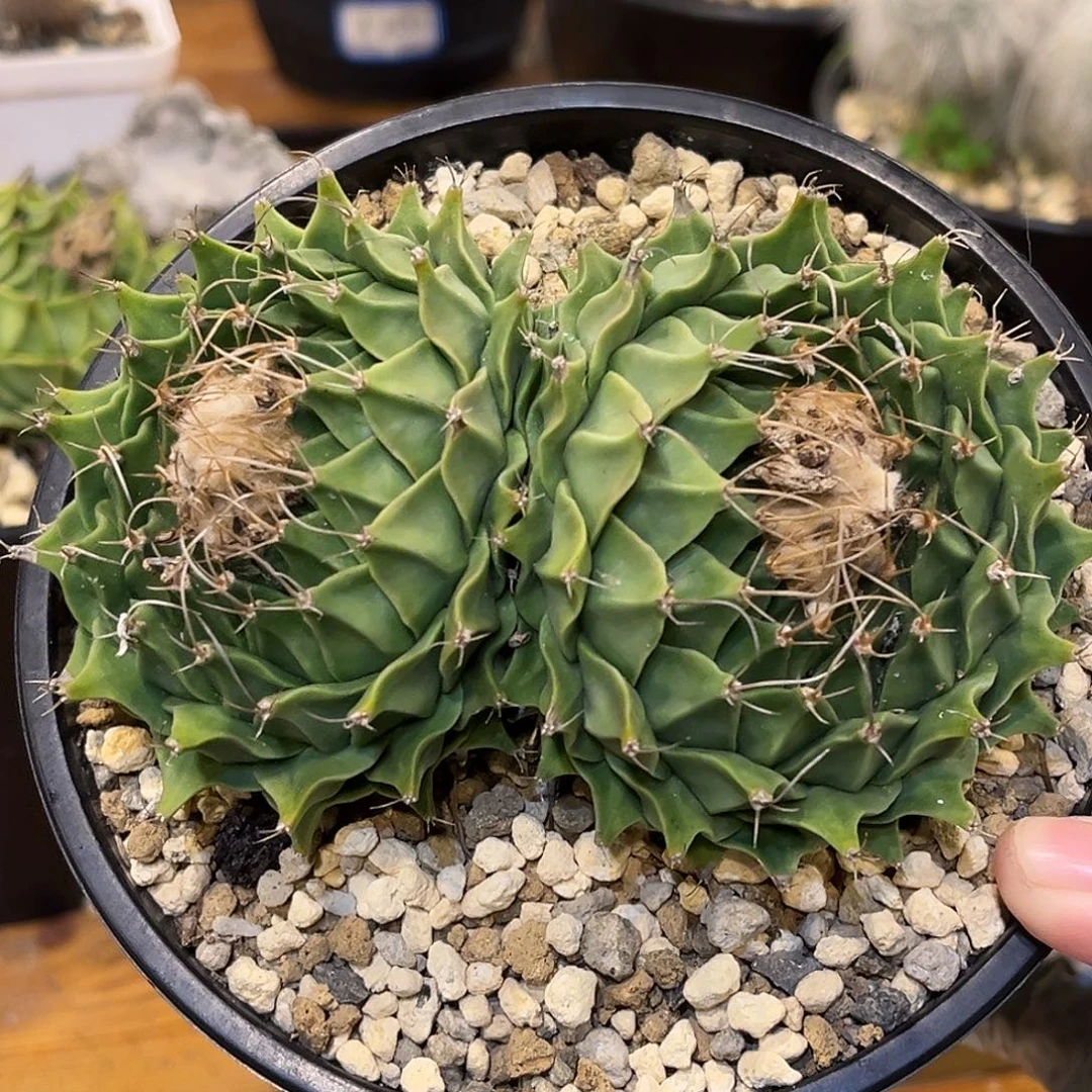 潮流植物 帝冠 实生双头