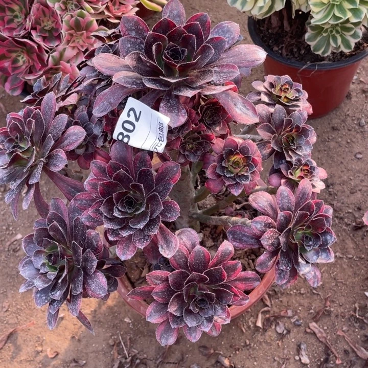 多肉花蝴蝶法师802