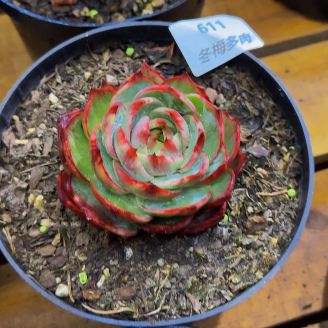 -*谷云南精品多肉611
