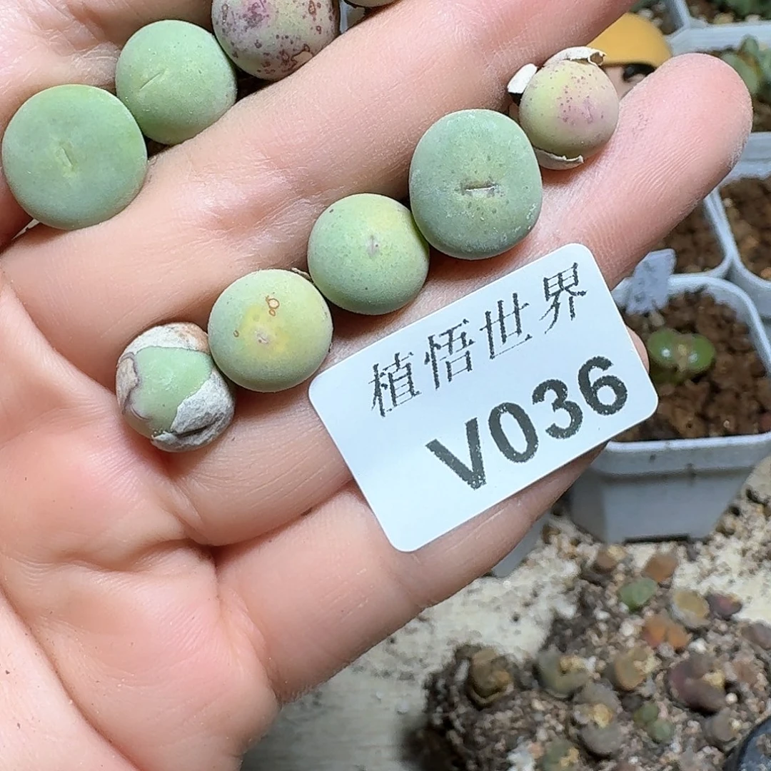 036盒多肉植物哇v