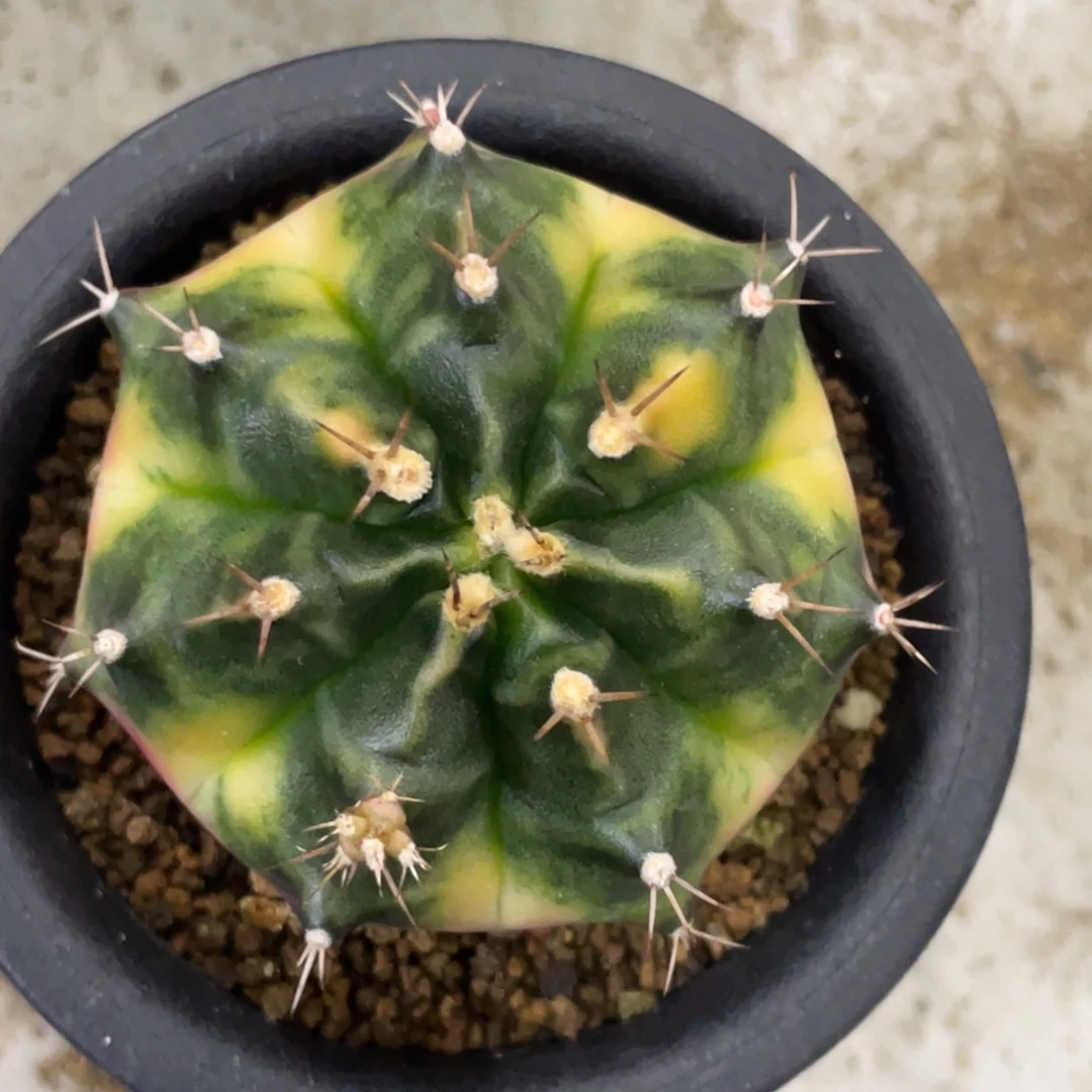 当前无花朵，栽培后可花朵莫拉