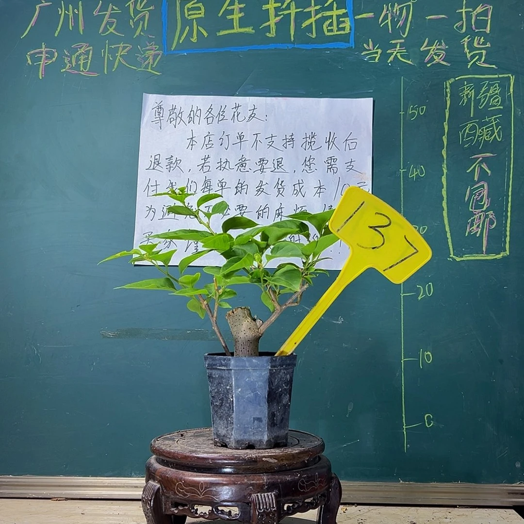 当前无花栽培后可以开花一颗盲盒 大宝 137