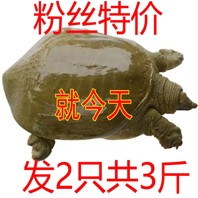 发2只共3斤 鲜活甲鱼外塘生态鲜活中华鳖青背水鱼 包活到家