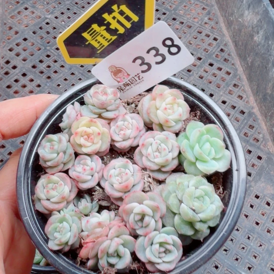 多肉植物多肉植物