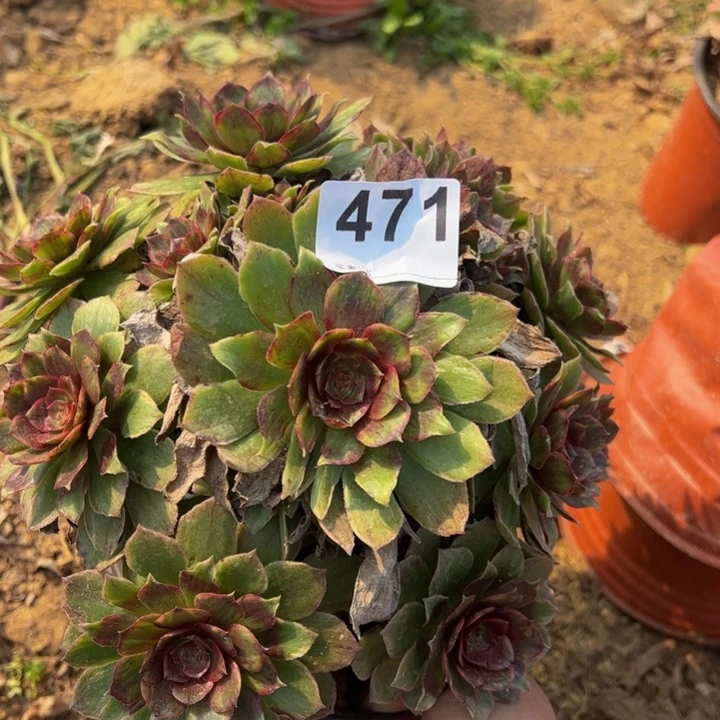 红霞多肉植物471