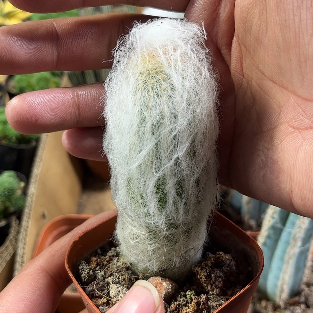 长毛老乐单头发货单头发