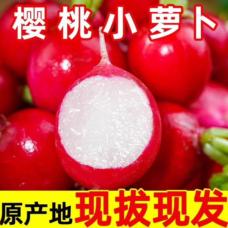 新鲜去叶樱桃萝卜迷你小红萝卜水果圆萝卜生吃1-5斤（快递包邮）