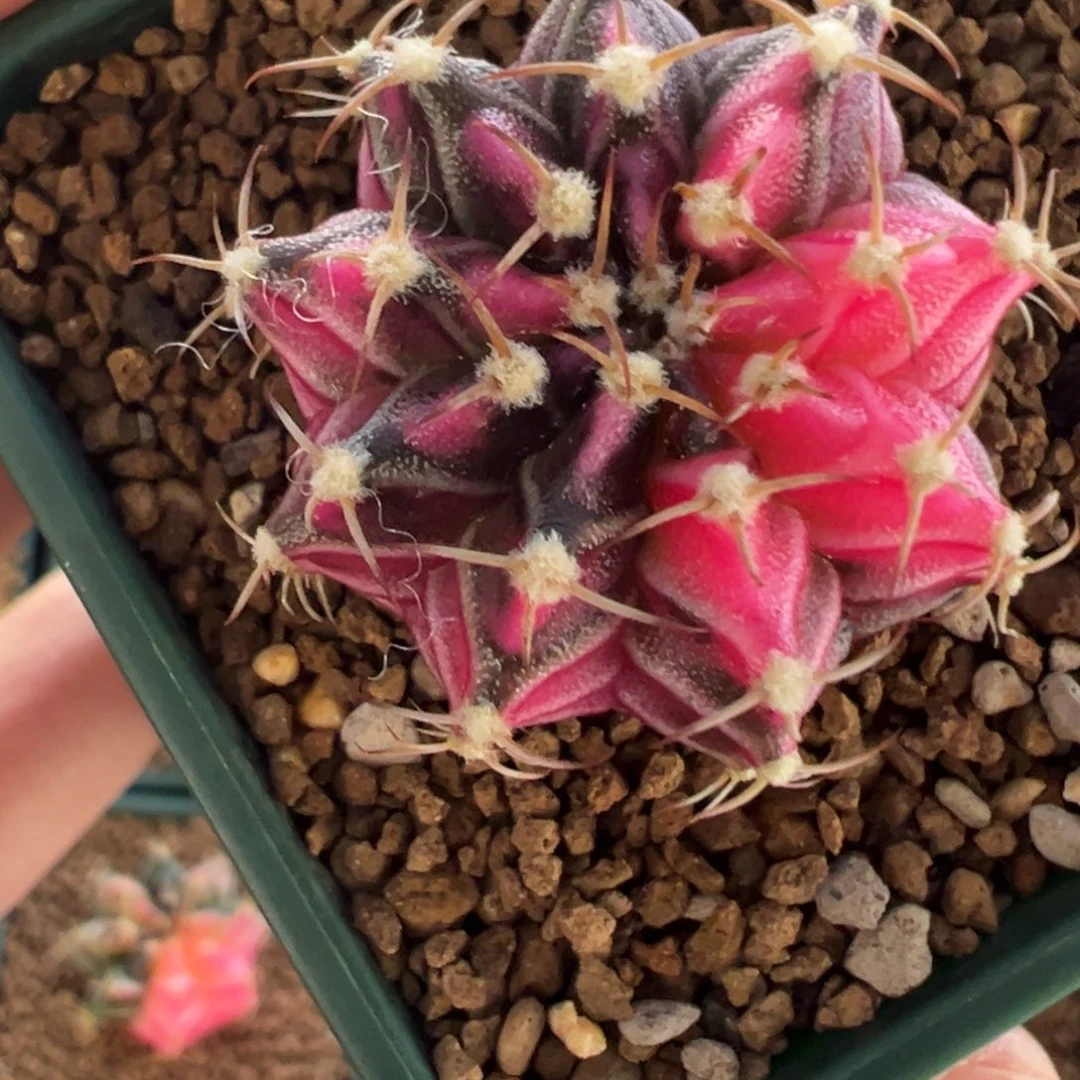 497 好看的米哈冲冲冲