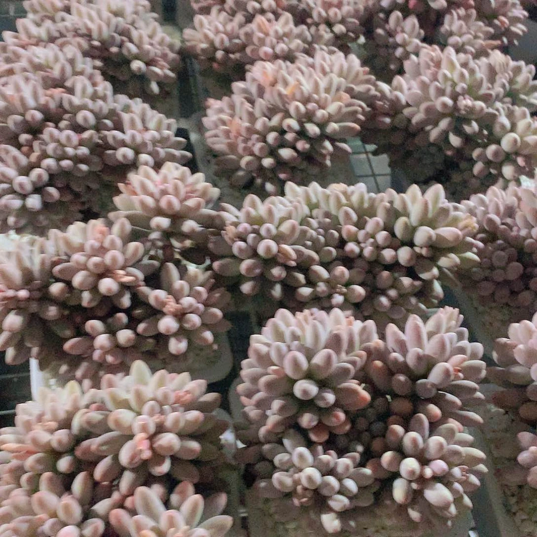 婴儿手指24567899990000